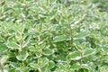 Pineapple mint Mentha suaveolens variegata, plants with variegated leaves Royalty Free Stock Photo